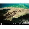 Djerba