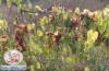 lebanon nature27