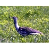 bustard