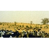 cattlemarket