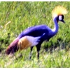 crane