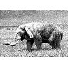 elephant1