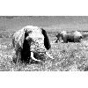 elephant3