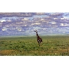 giraffe1