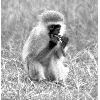 monkey1
