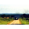 polluter