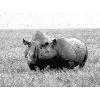 rhino1