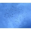 swarm