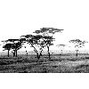 trees