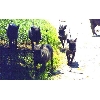 warthogs