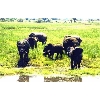 waterhole