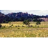 wildebeest