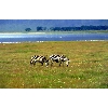 zebra1