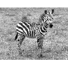 zebra3