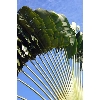 travellers palm