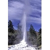 rotorua geyser