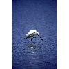 royal spoonbill