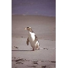 yellow eyed penguin