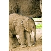 baby elephant