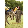 elephant polo
