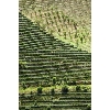 tea plantation