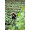 tea worker