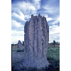 australian terrmite hill