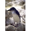 fairy penguin