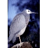 heron