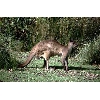 kangaroo