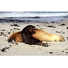 seals