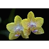 orchid