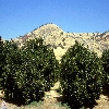 california-01
