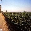 california-04