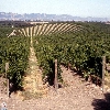 california-19