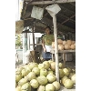 coconutseller