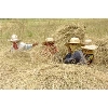 harvest5