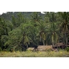 kampong