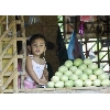 mangostall