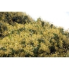 mangotree2