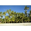 palmssand