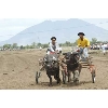 racingcarabao