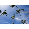 skypalms