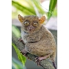 tarsier2