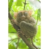 tarsier3