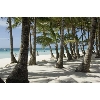 treebeach