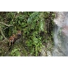 waterfallkids
