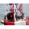 balboa-harbor-seals
