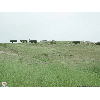 cattle