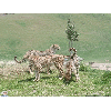 cheetahs